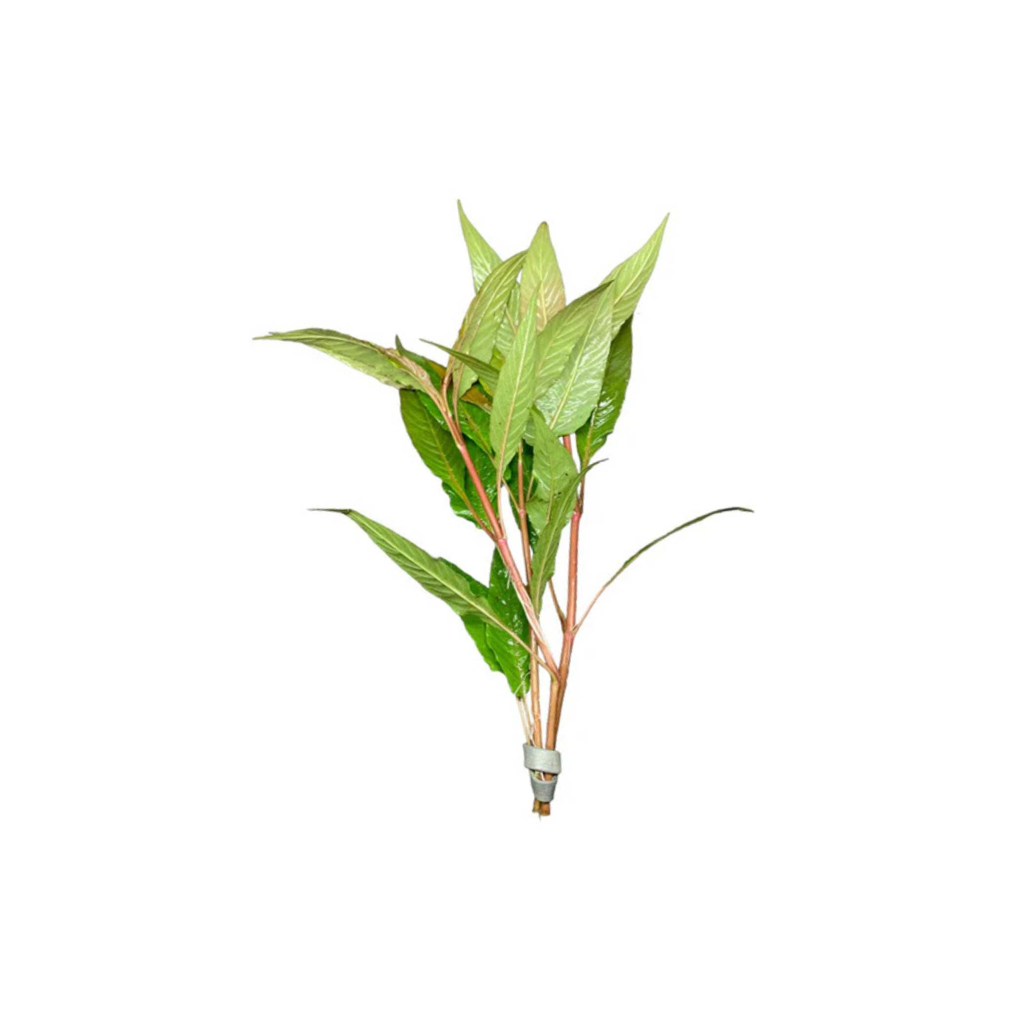 Hygro Blue Hygrophila Salcifolia