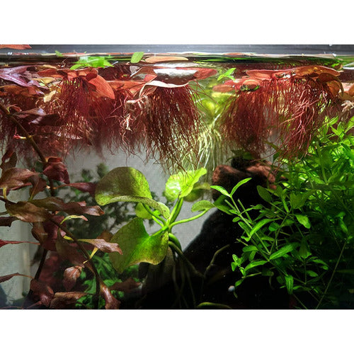 Red Root Floater Phyllanthus Fluitans