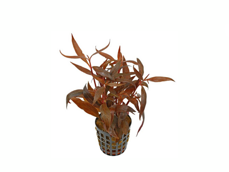 Alternanthera Reineckii Tissue Culture