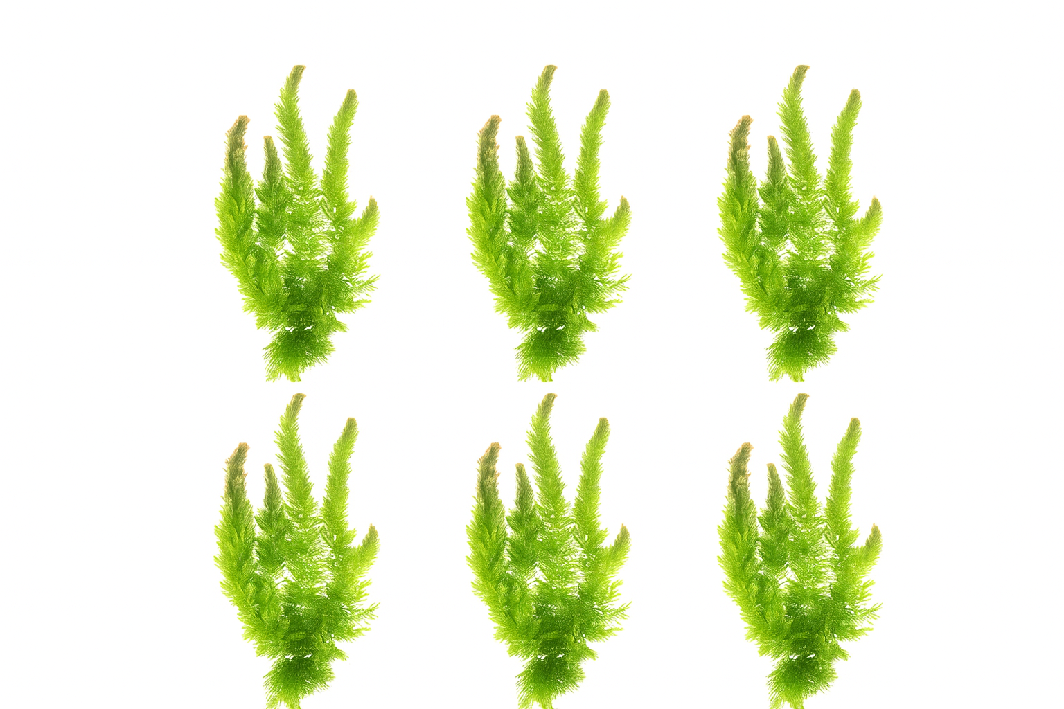 6 Hornwort Bunches