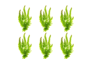 6 Hornwort Bunches