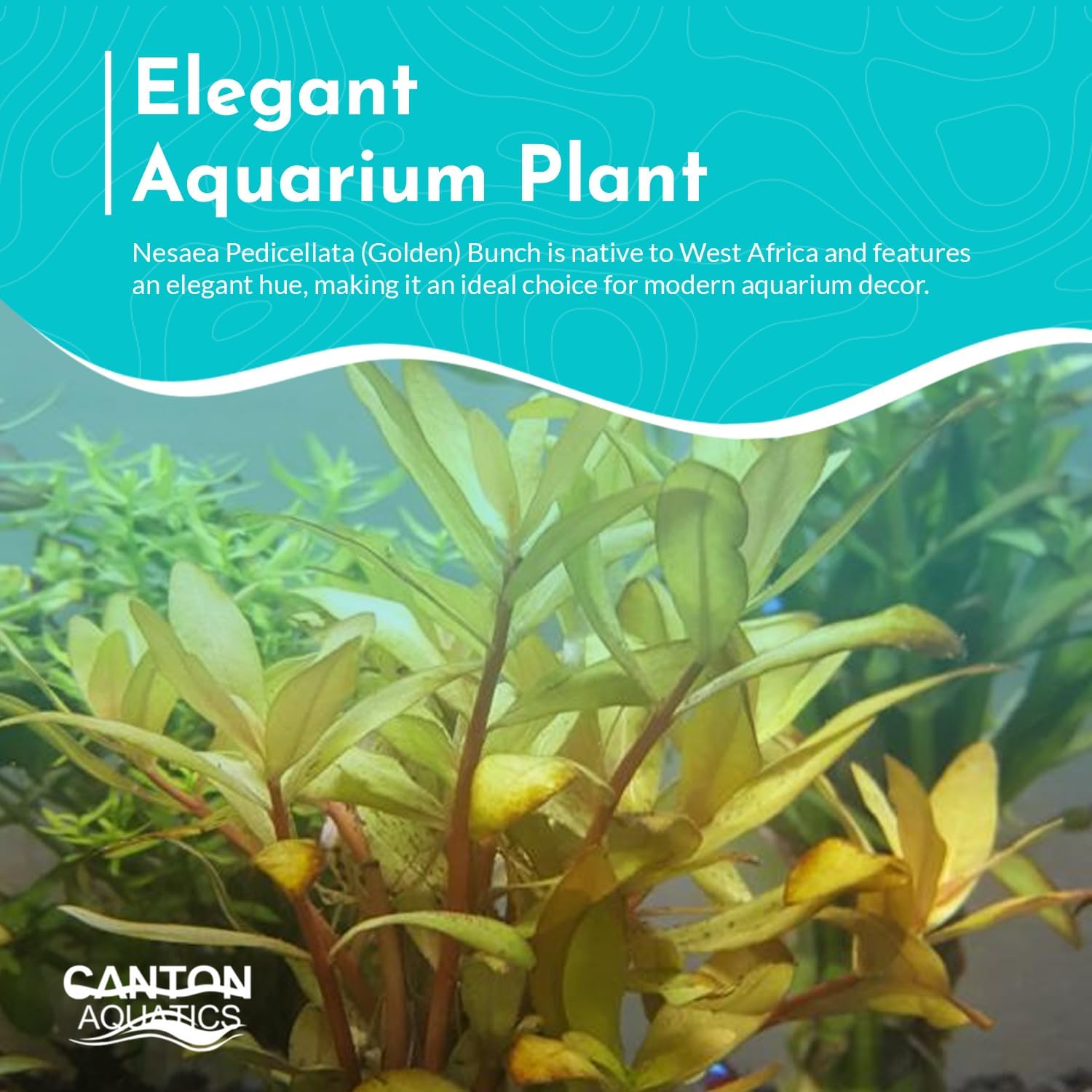 Nesaea Pedicellata (Golden)