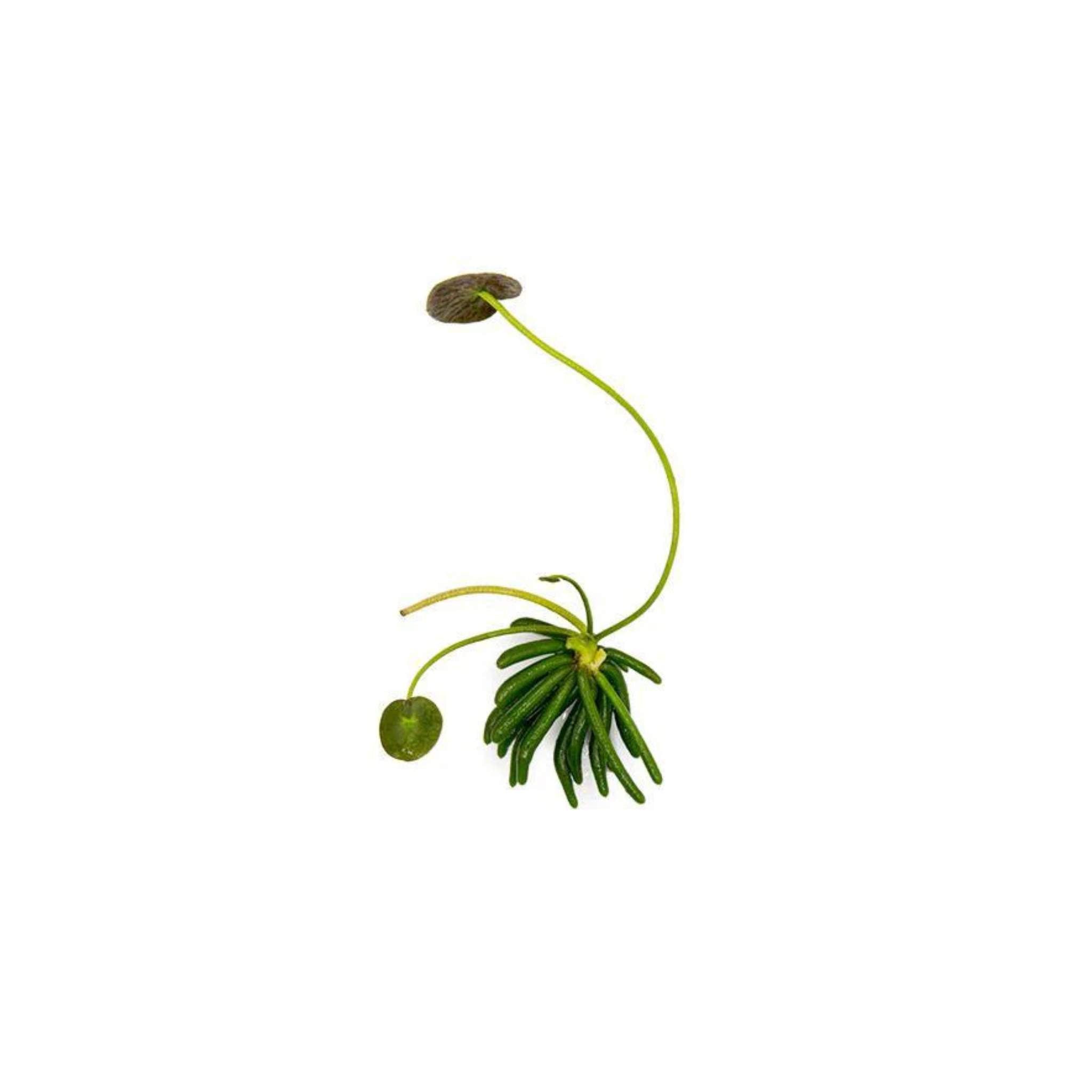 Banana Plant (Nymphoides Aquatica)