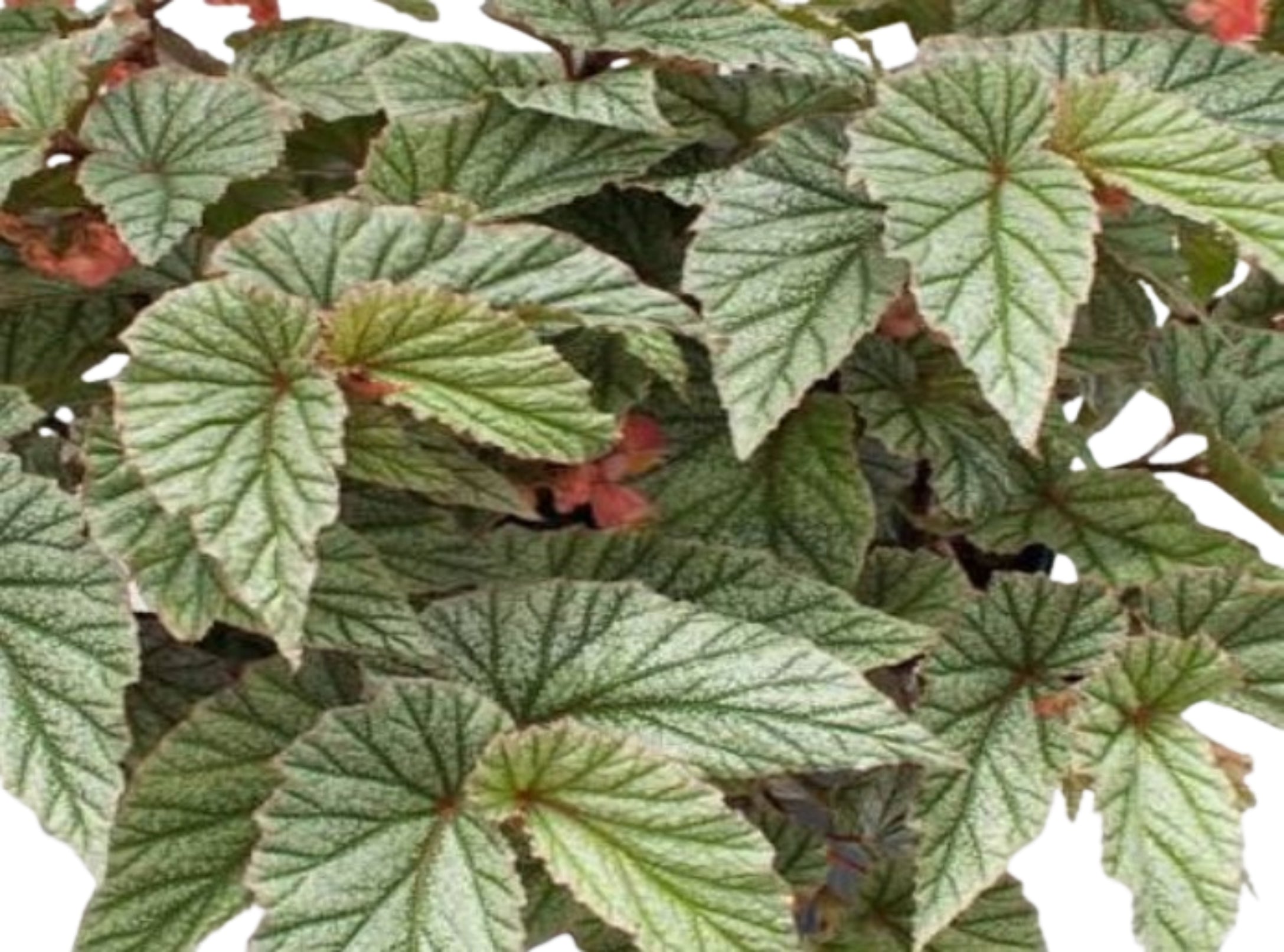 Angel Wing Begonia Frosty