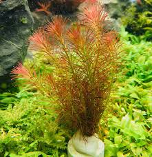 Rotala Wallichii (Bright Red) Plant