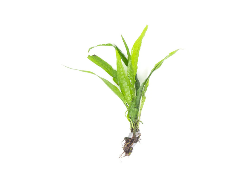 Java Fern Microsorum Pteropus