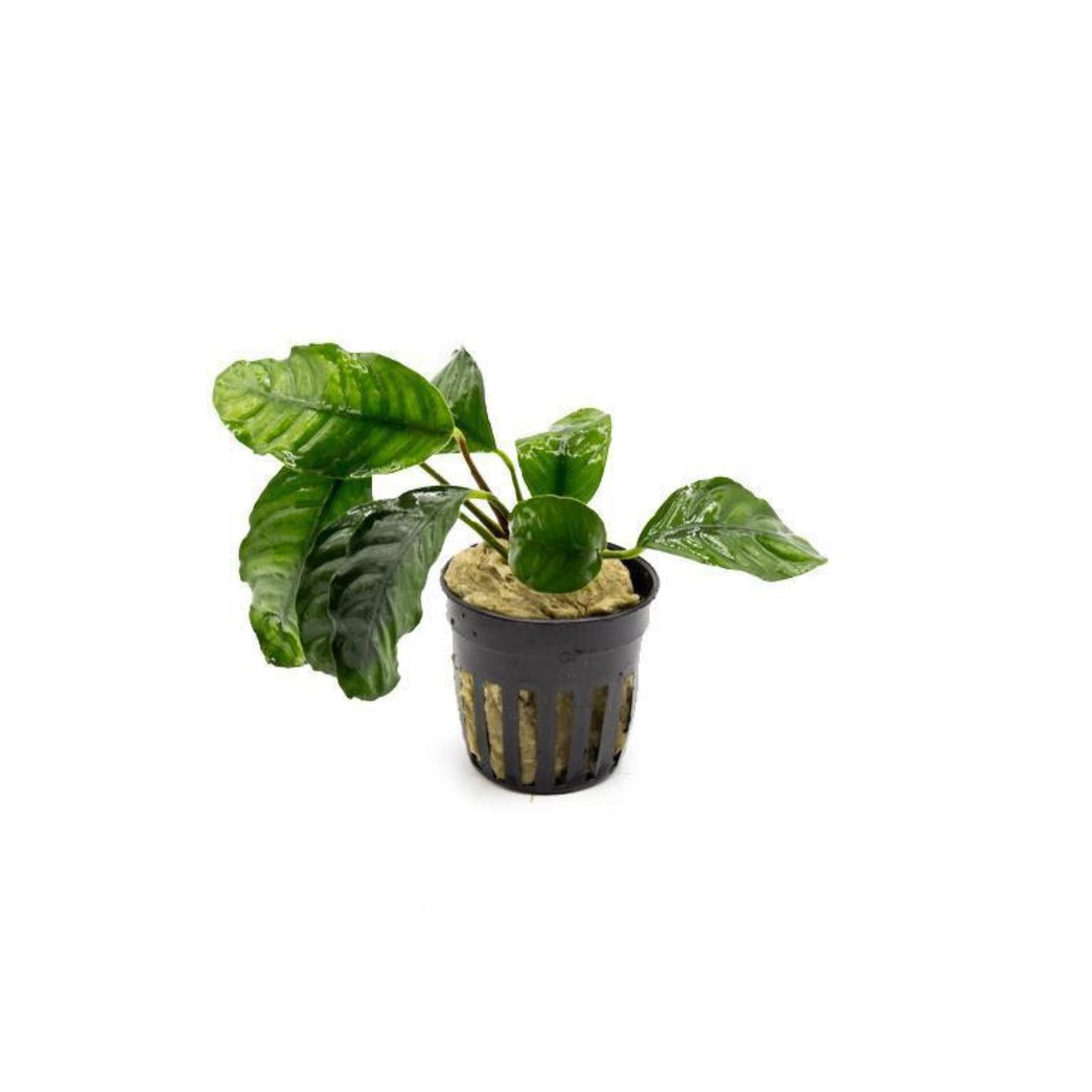 Anubias Barteri (Coffeefolia)