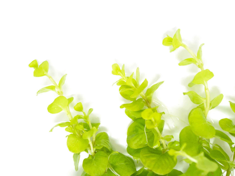 Lloydiella (Lysimachia Nummularia) Creeping Jenny