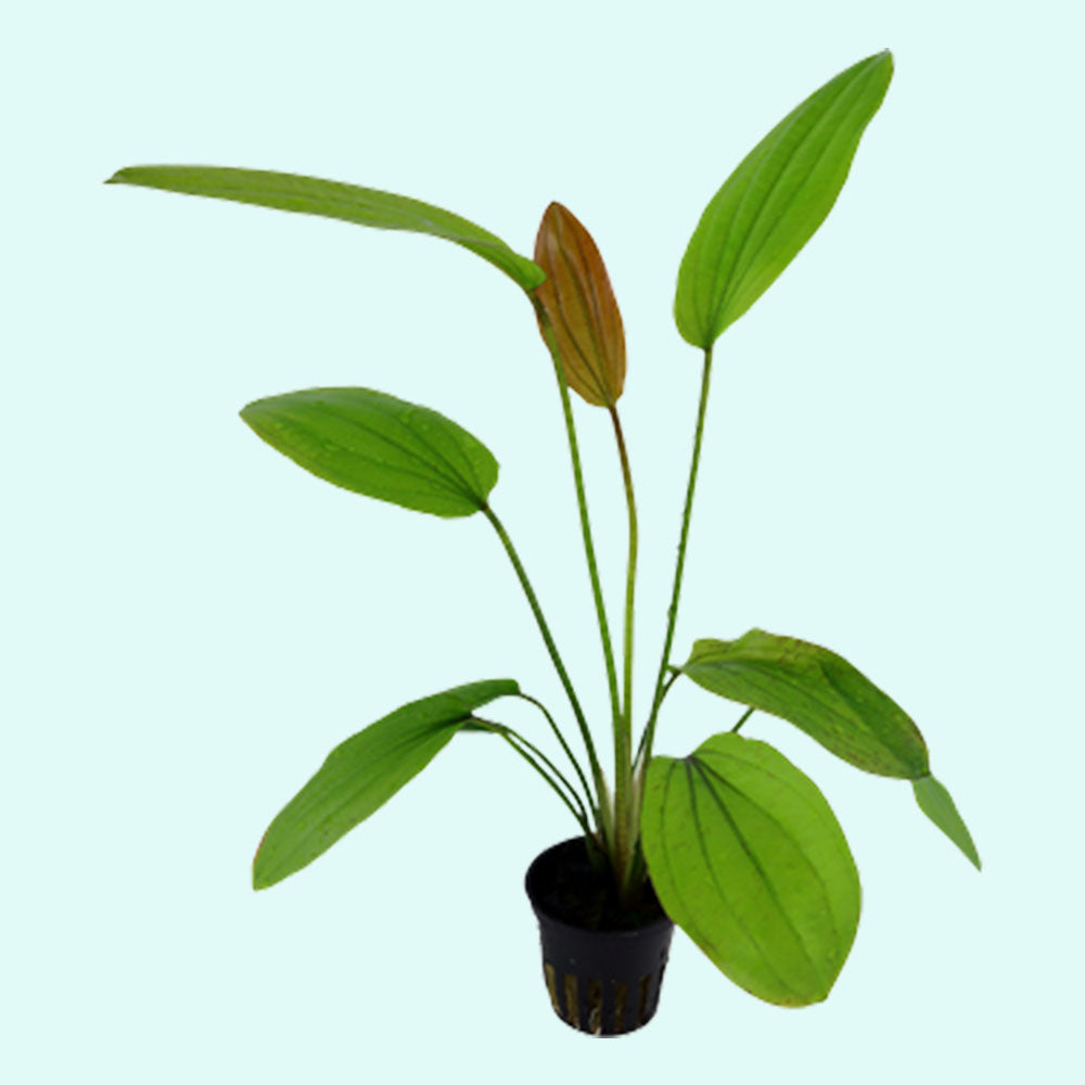 Rose Sparkle Sword (Echinodorus Sparkle)