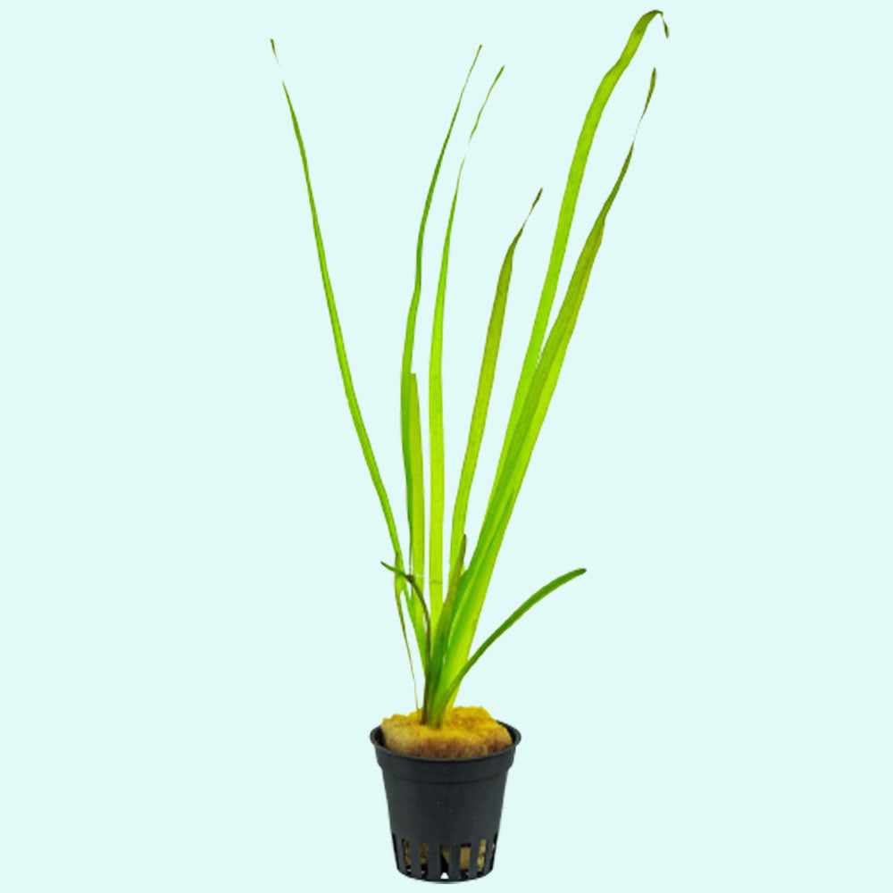 Valisnaria Spiralis "Italian"