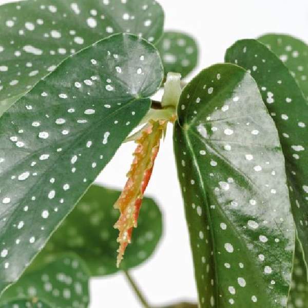 Angel Wing Begonia Assorted Starter Plant Bundle