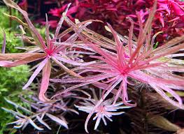 Ludwigia Inclinata "Verticillata White"