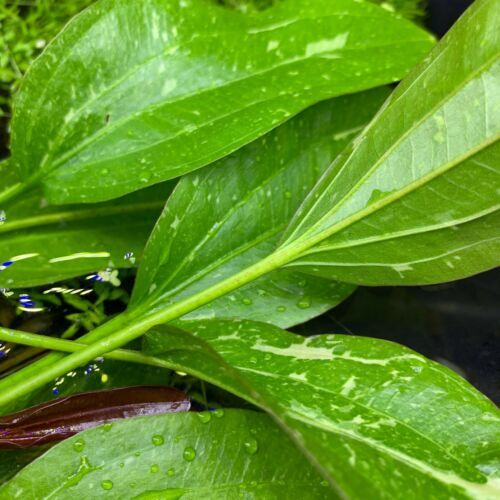 Rose Sparkle Sword (Echinodorus Sparkle)