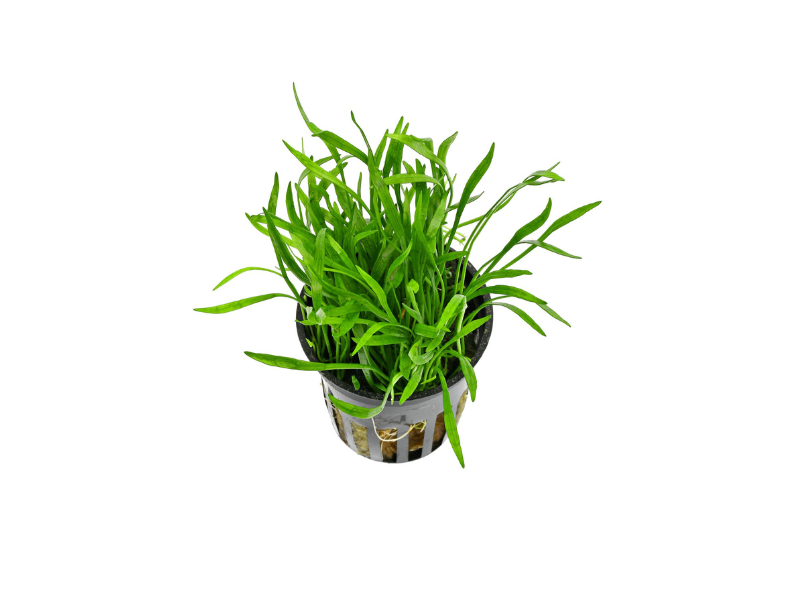 Lilaeopsi Braslilensis