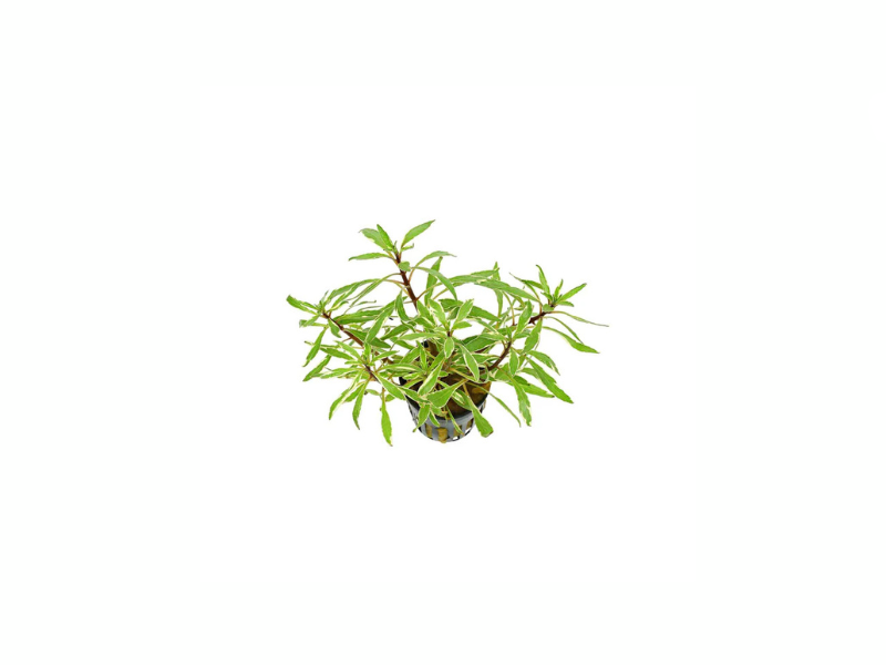 Ludwigia Inclinata "Verticillata White"