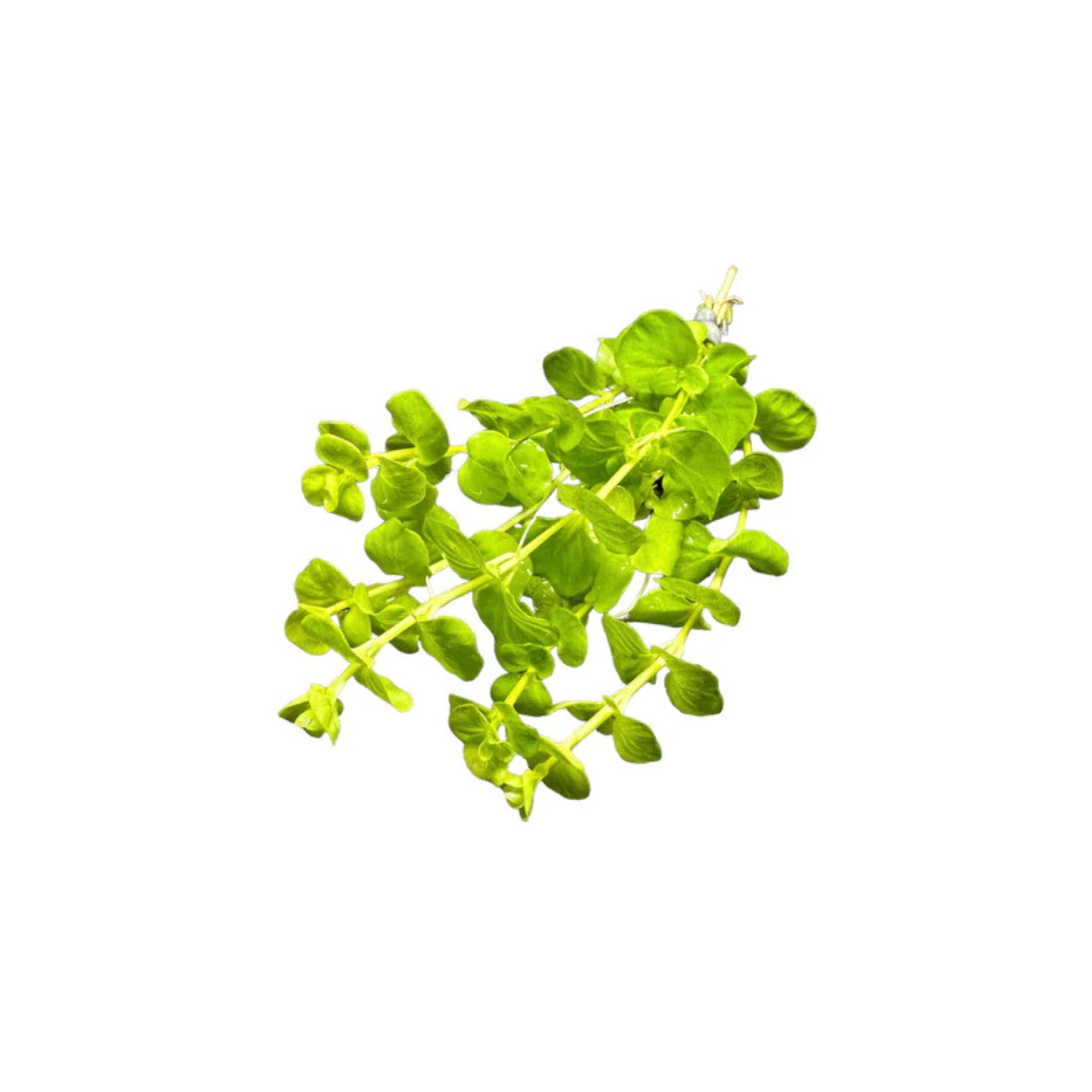 Lloydiella (Lysimachia Nummularia) Creeping Jenny