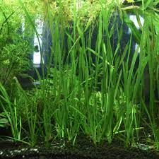 18 Lush Jungle Vallisneria Plants