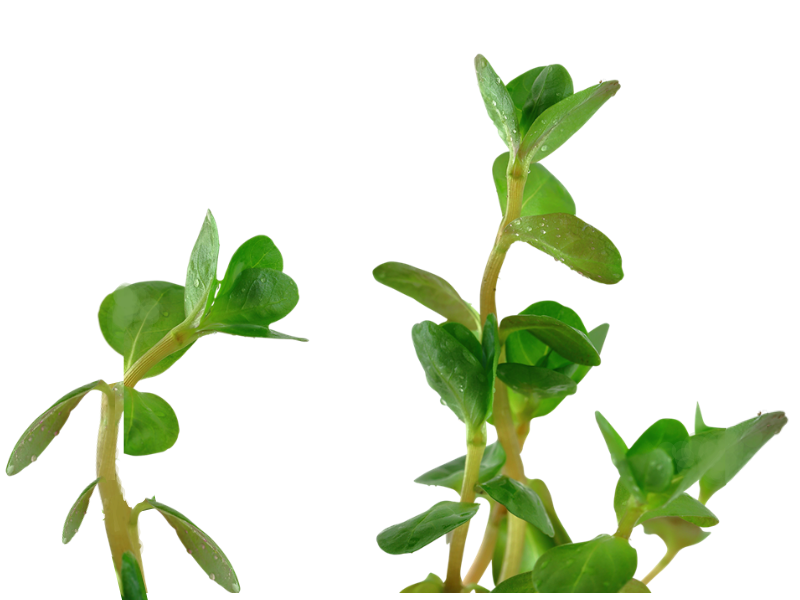 Rotala Rotundifolia Red - In 2 Inch Pot