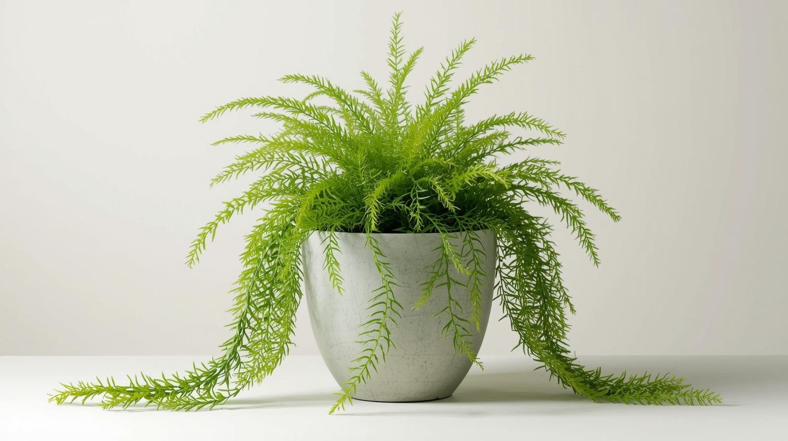 Anacharis Egeria Densa