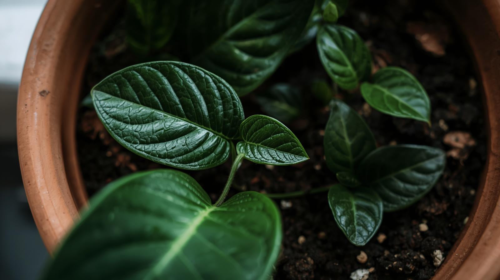 Anubias Barteri (Coffeefolia)