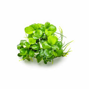 Anubias Barteri Mini Coin Leaf