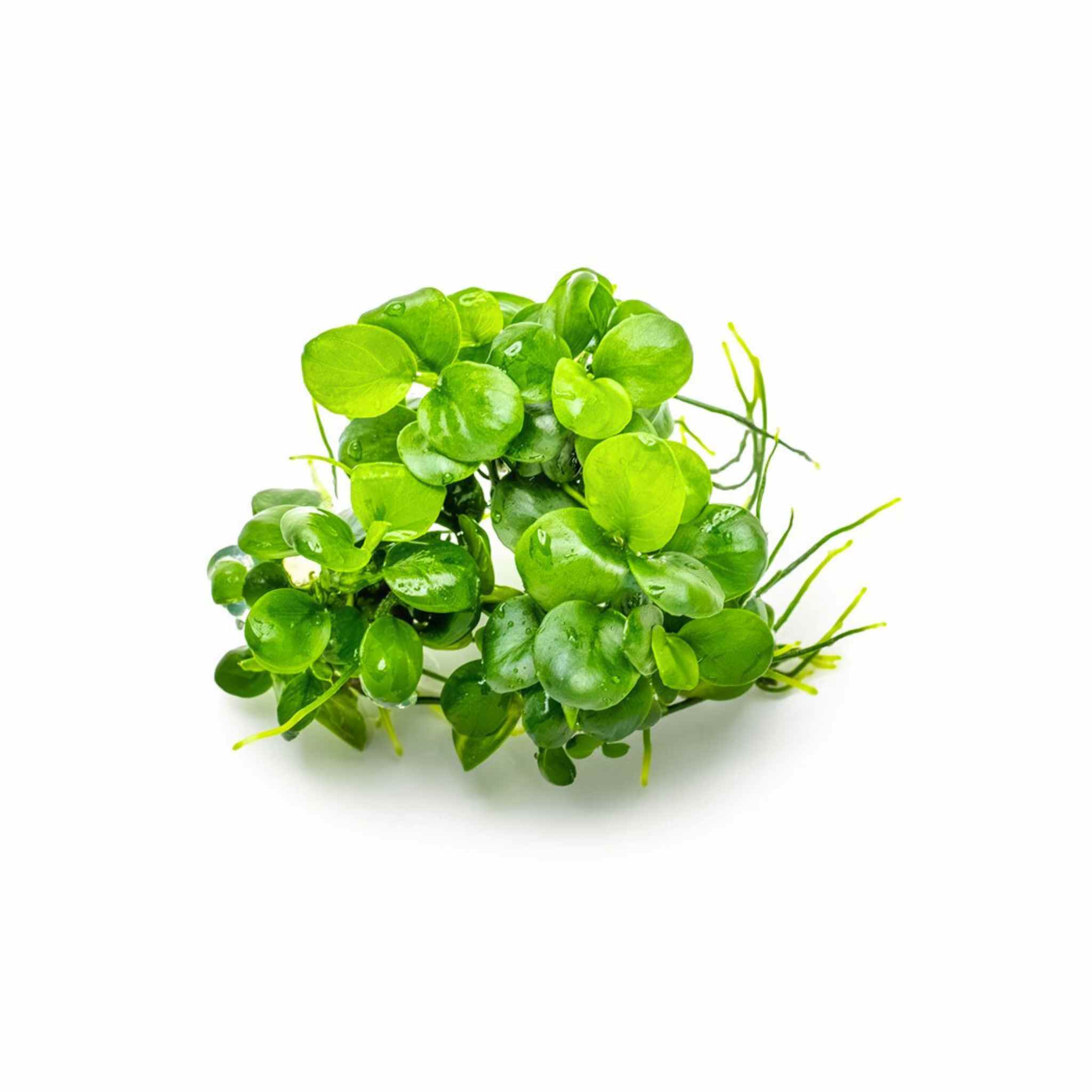 Anubias Barteri Mini Coin Leaf