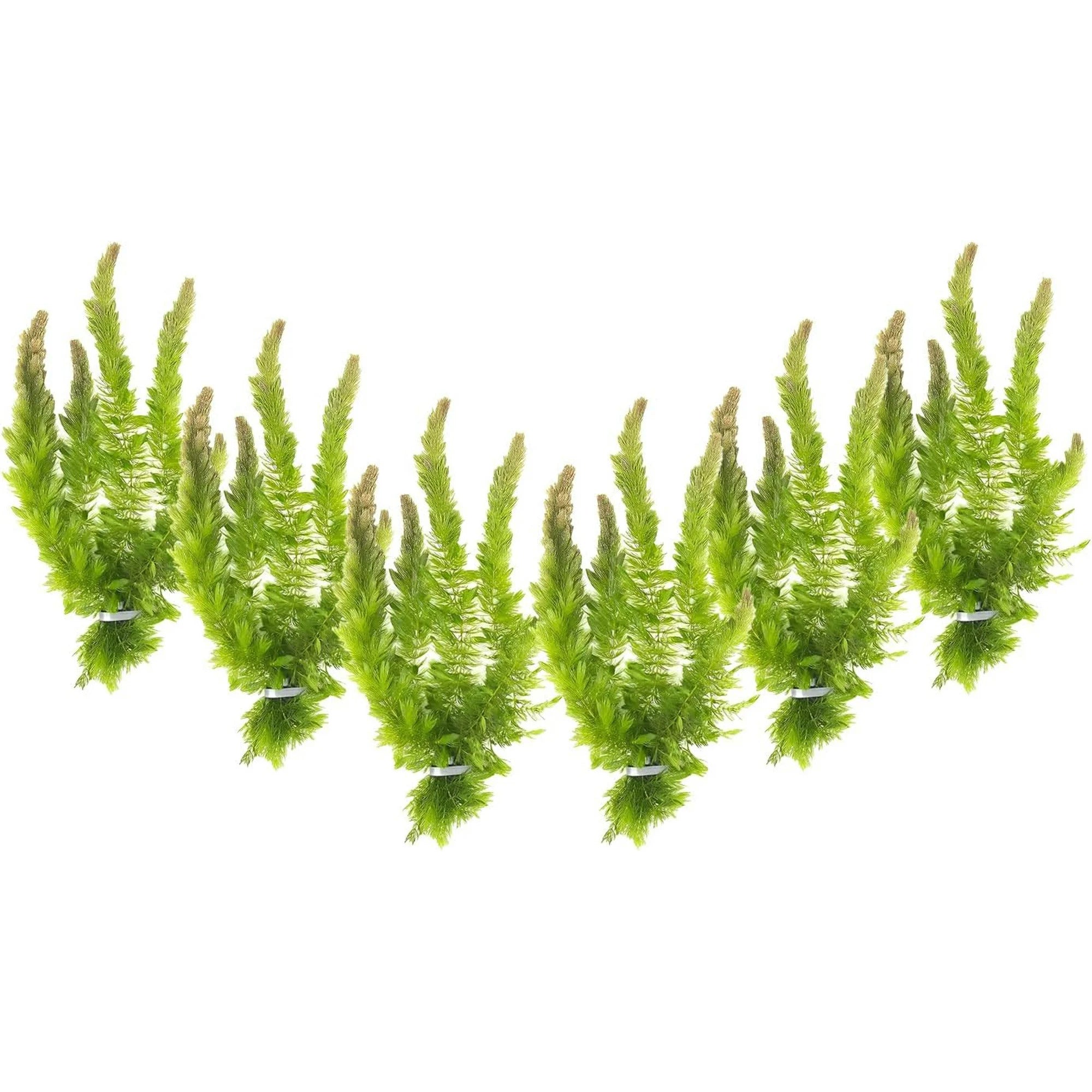 6 Hornwort Bunches
