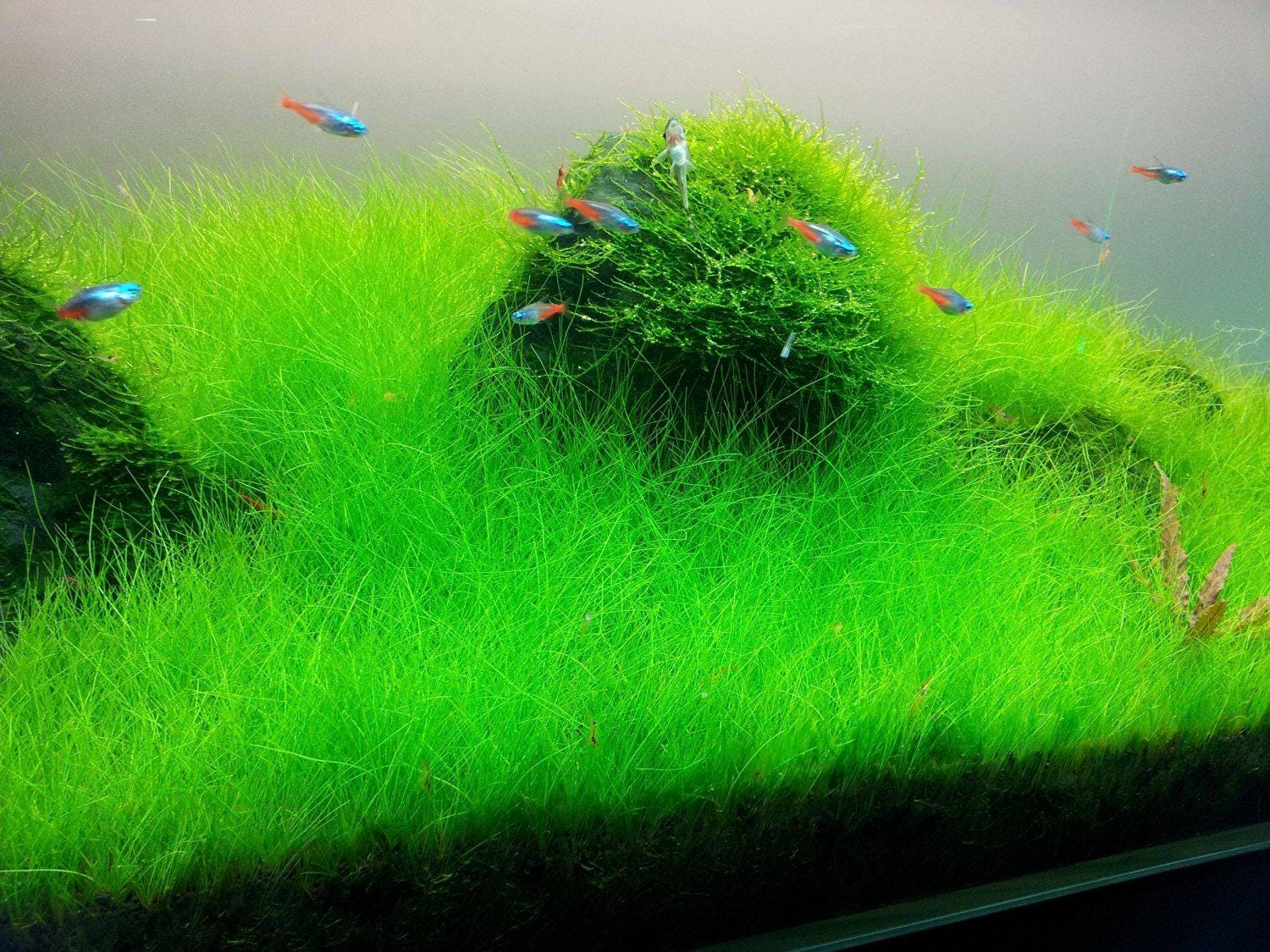 Low Light Aquarium Plant Bundle