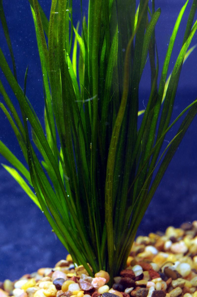 Valisnaria Spiralis "Italian"