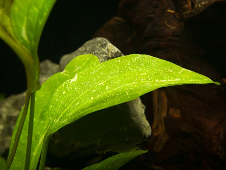 Rose Sparkle Sword (Echinodorus Sparkle)