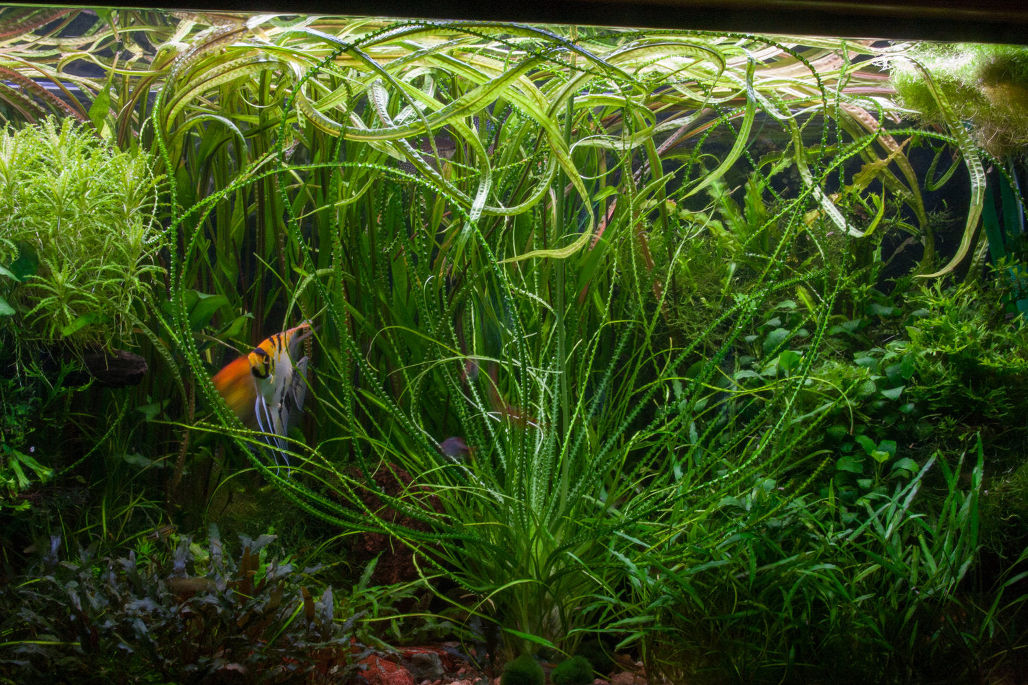 Crinum Calamistratum