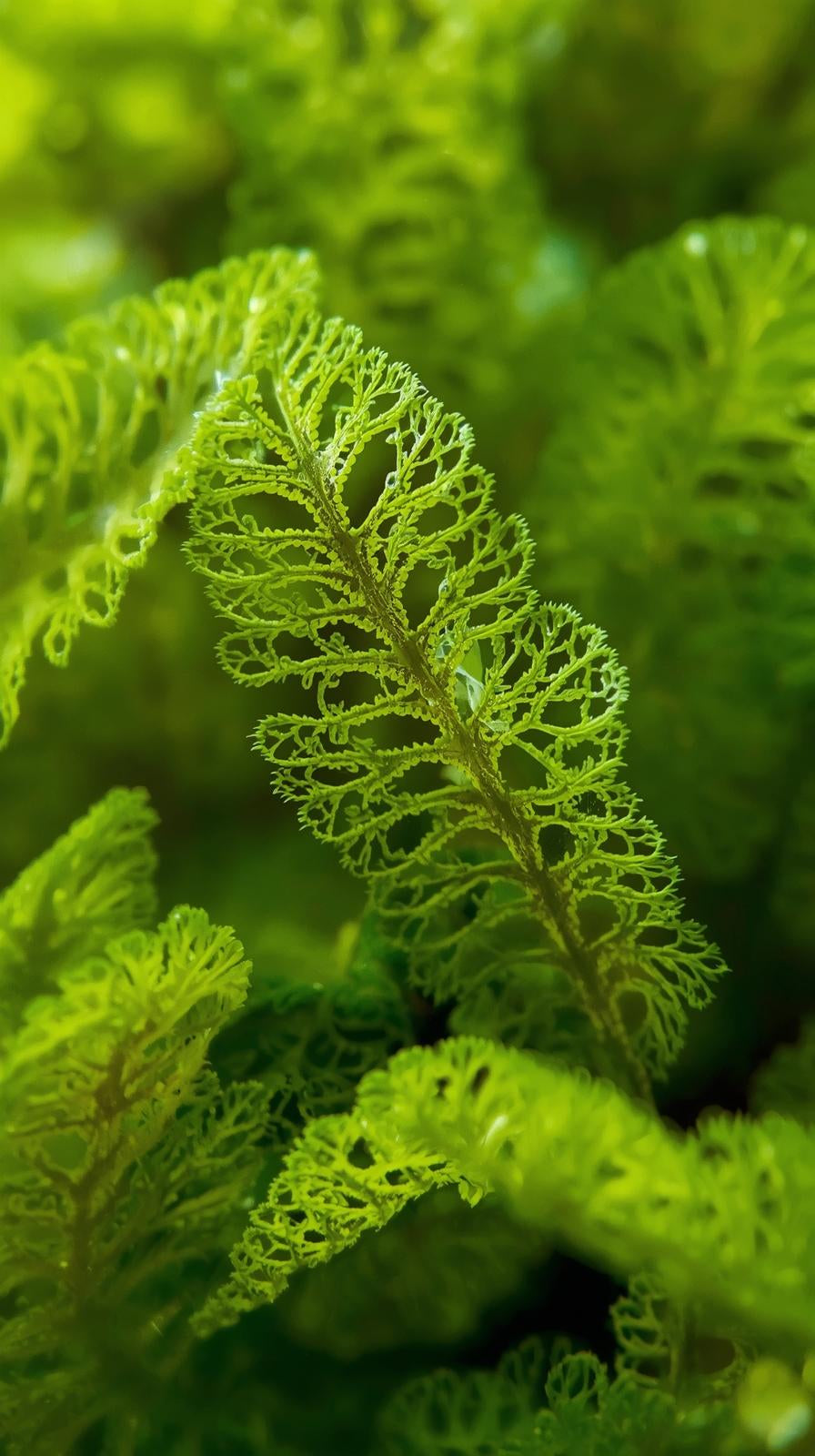 Madagascar Lace (Aponogeton madagascariensis)