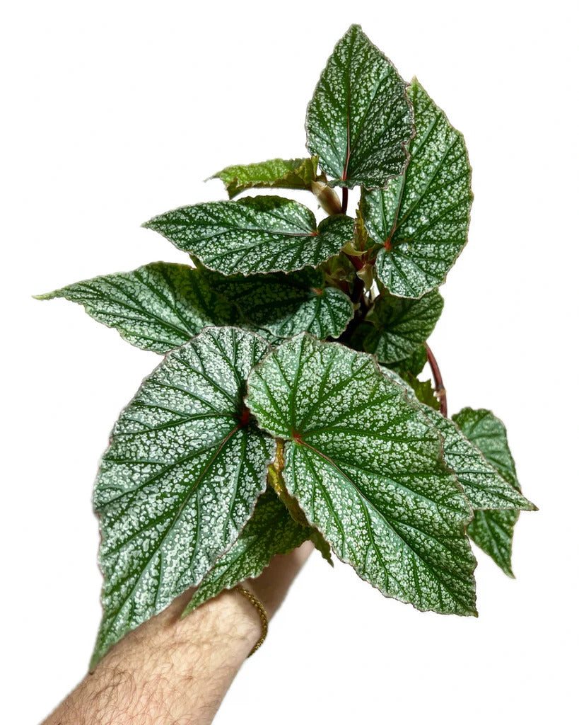 Angel Wing Begonia Frosty Rooted Starter Plant