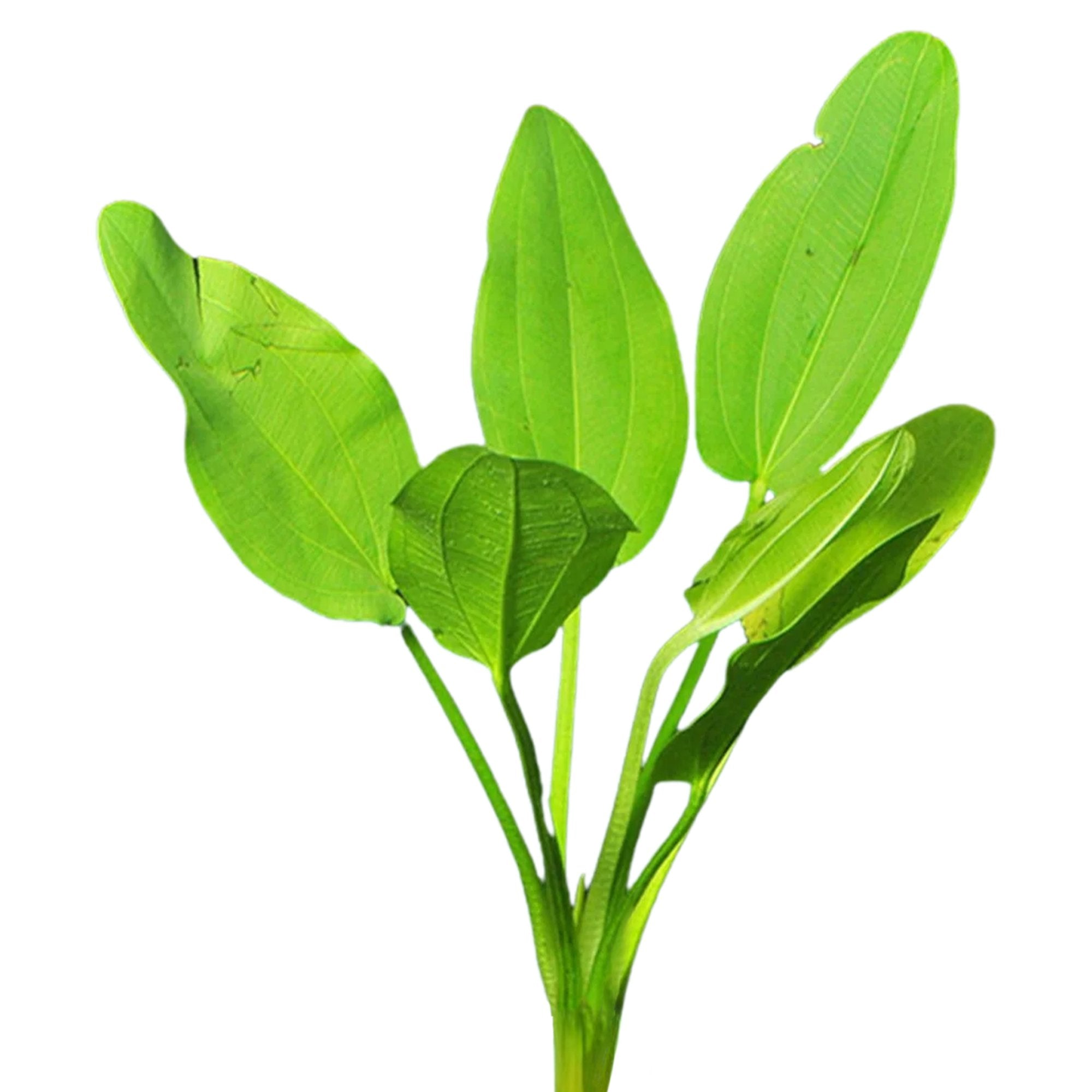 Radican Sword (Echinodorus Cordifolius)