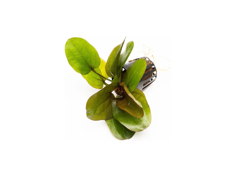 Amazon Sword Echinodorus 'Reni'