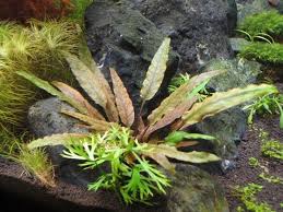 Cryptocoryne Crypt (Undulata)