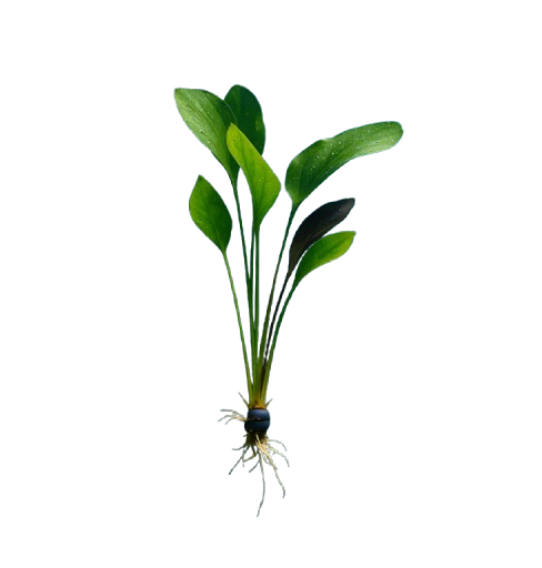 Amazon Melon Sword (Echinodorus Osiris)