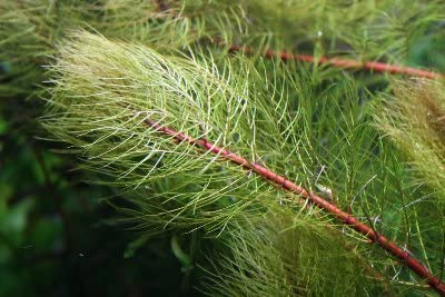 Red Parrot Feather Myriophyllum Brasiliensis