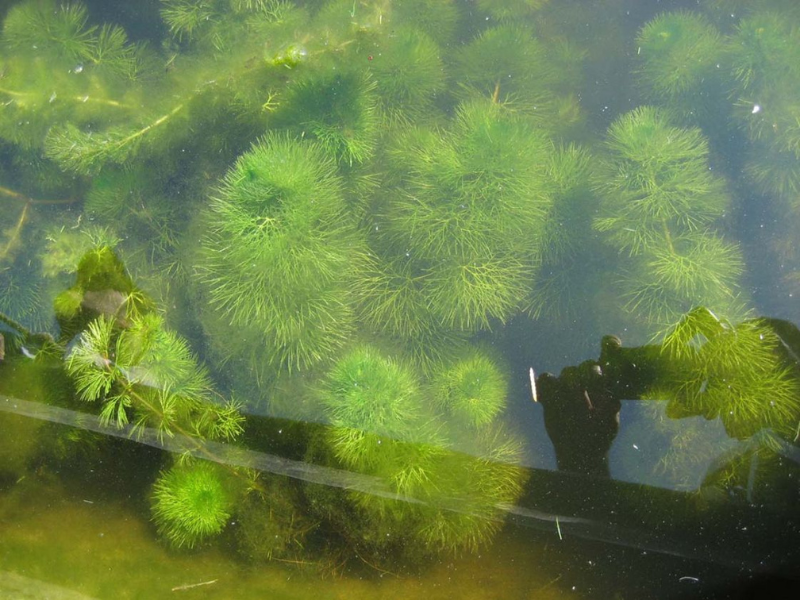 3 Pack Hornwort Bundle