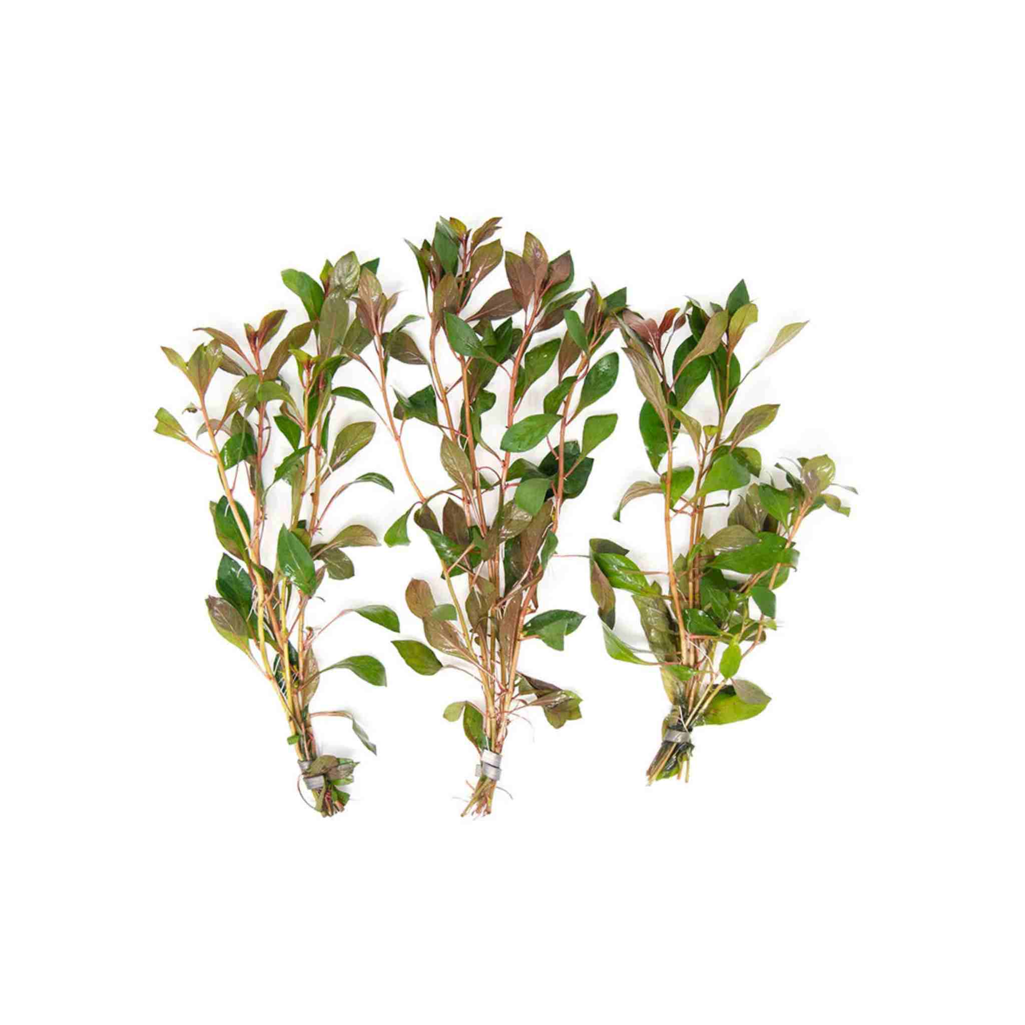 3 Pack Ludwigia Repens Dark Red