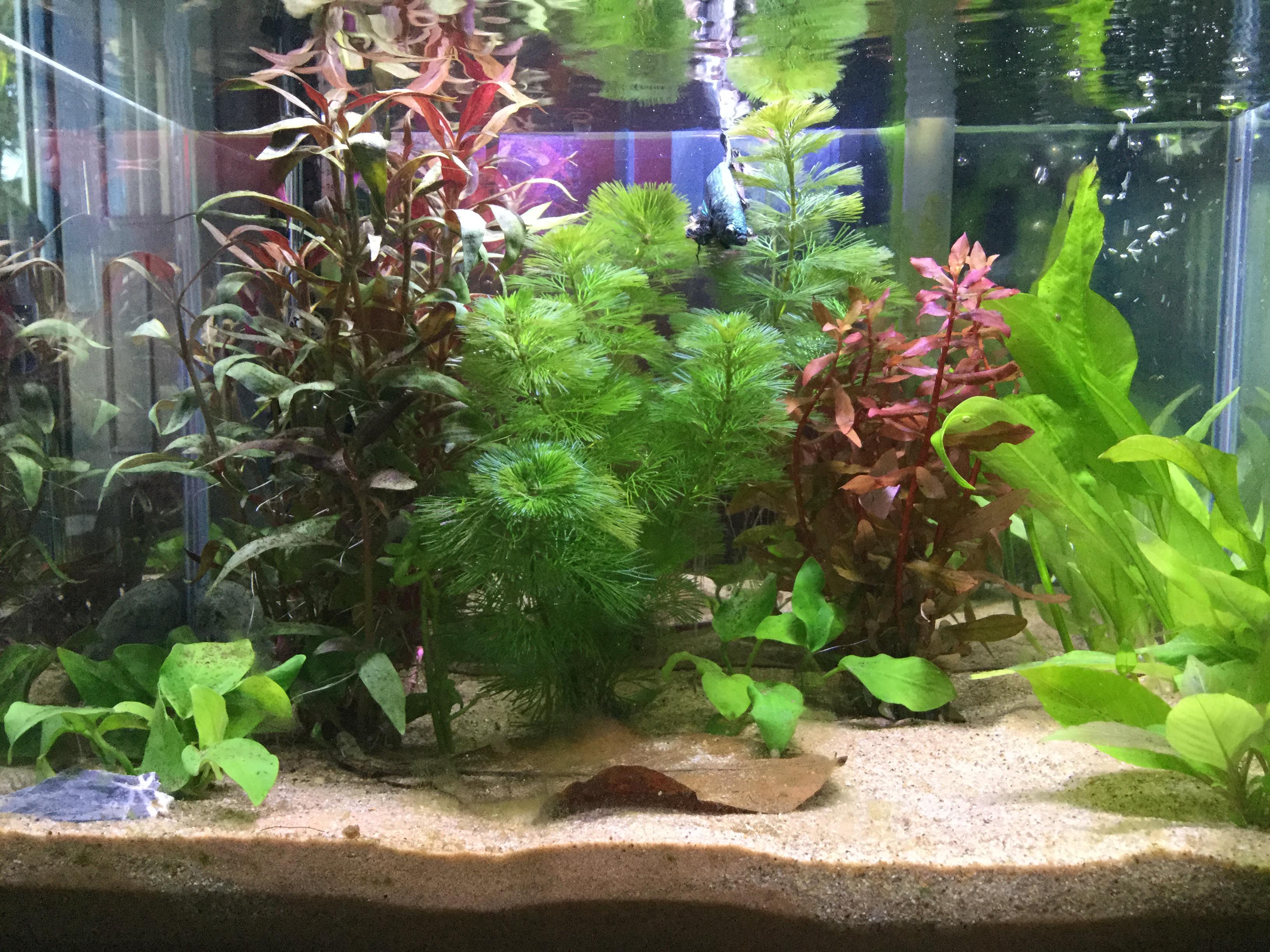 Alternanthera Rosanervig