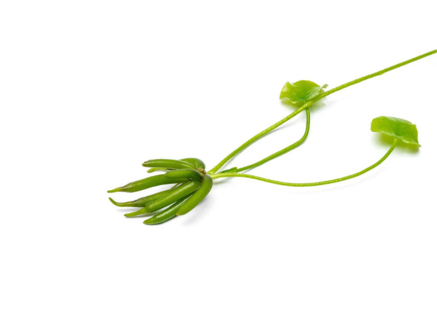 Banana Plant (Nymphoides Aquatica)