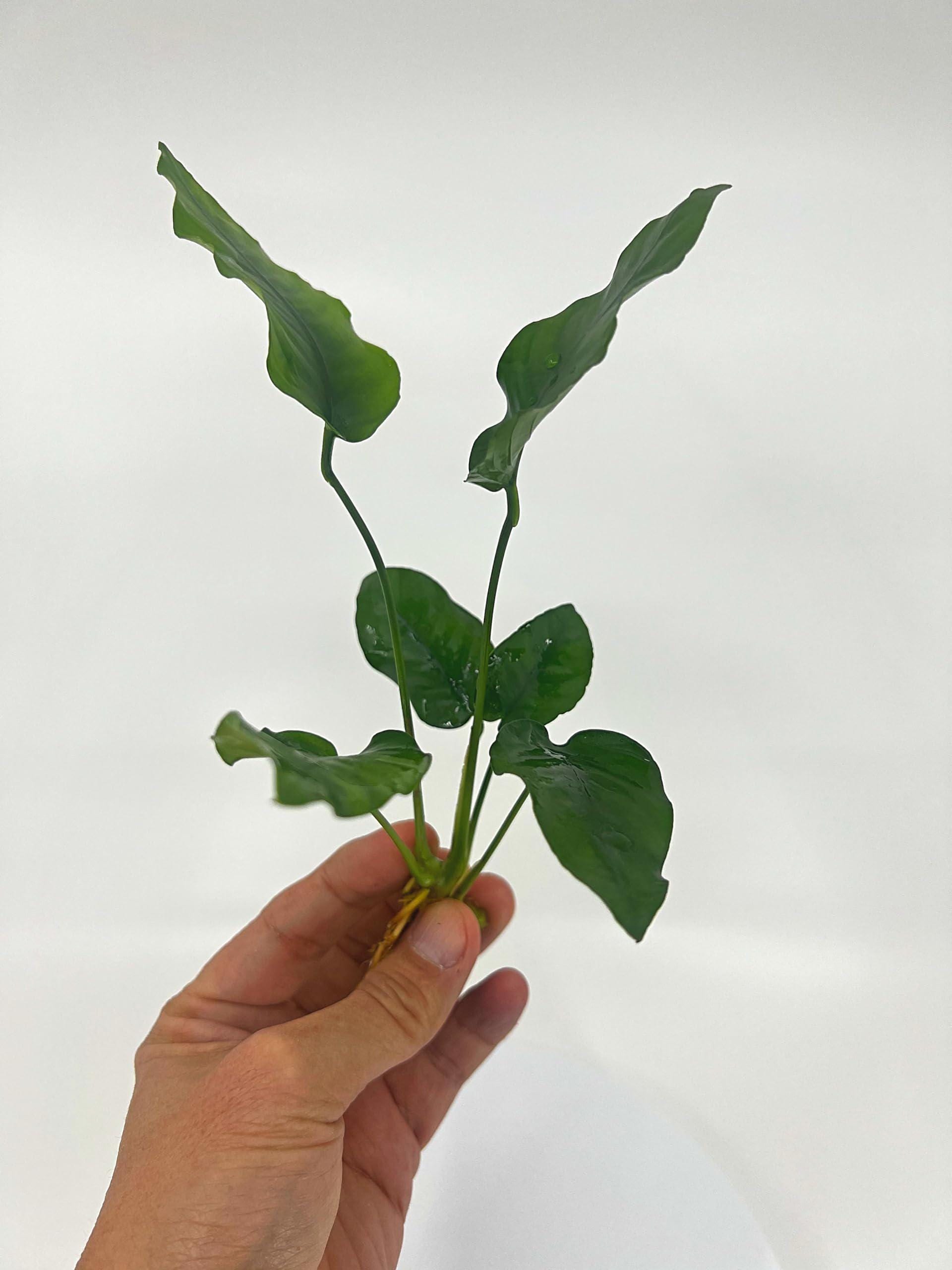 3 Anubias Aquatic Plants Bundle Small 1-3 Inches