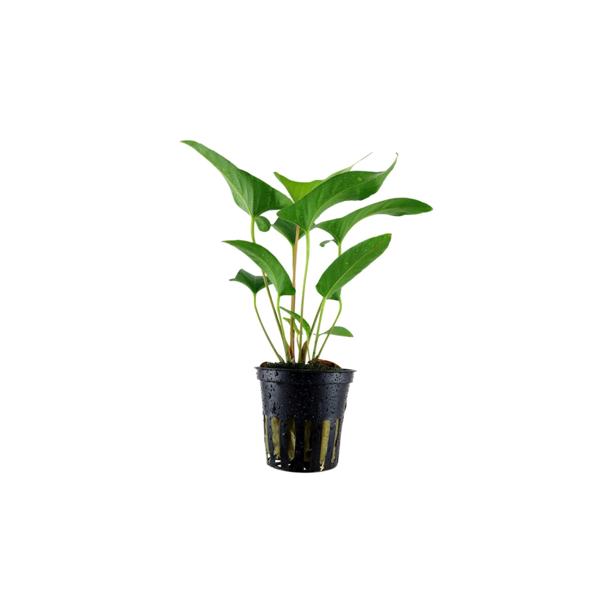 Anubias Barteri (Gracilis)