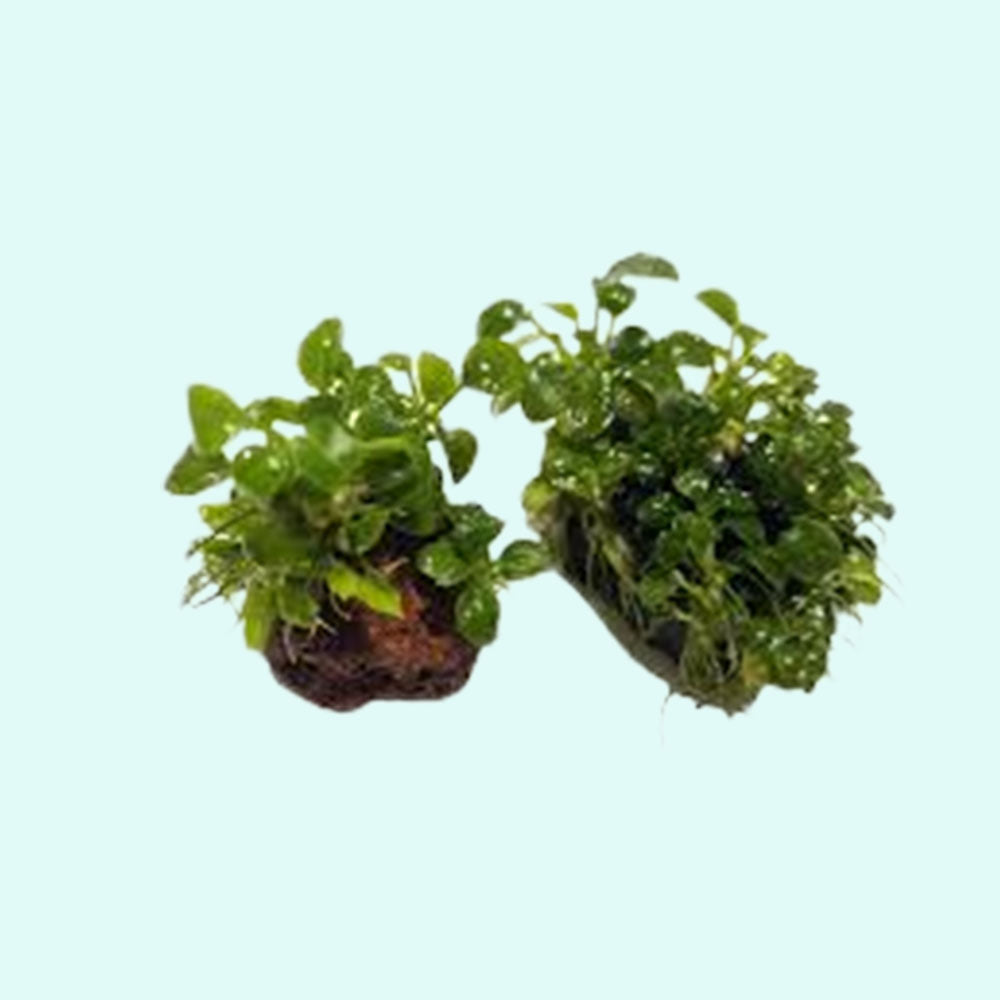 Anubias On Lava Rock