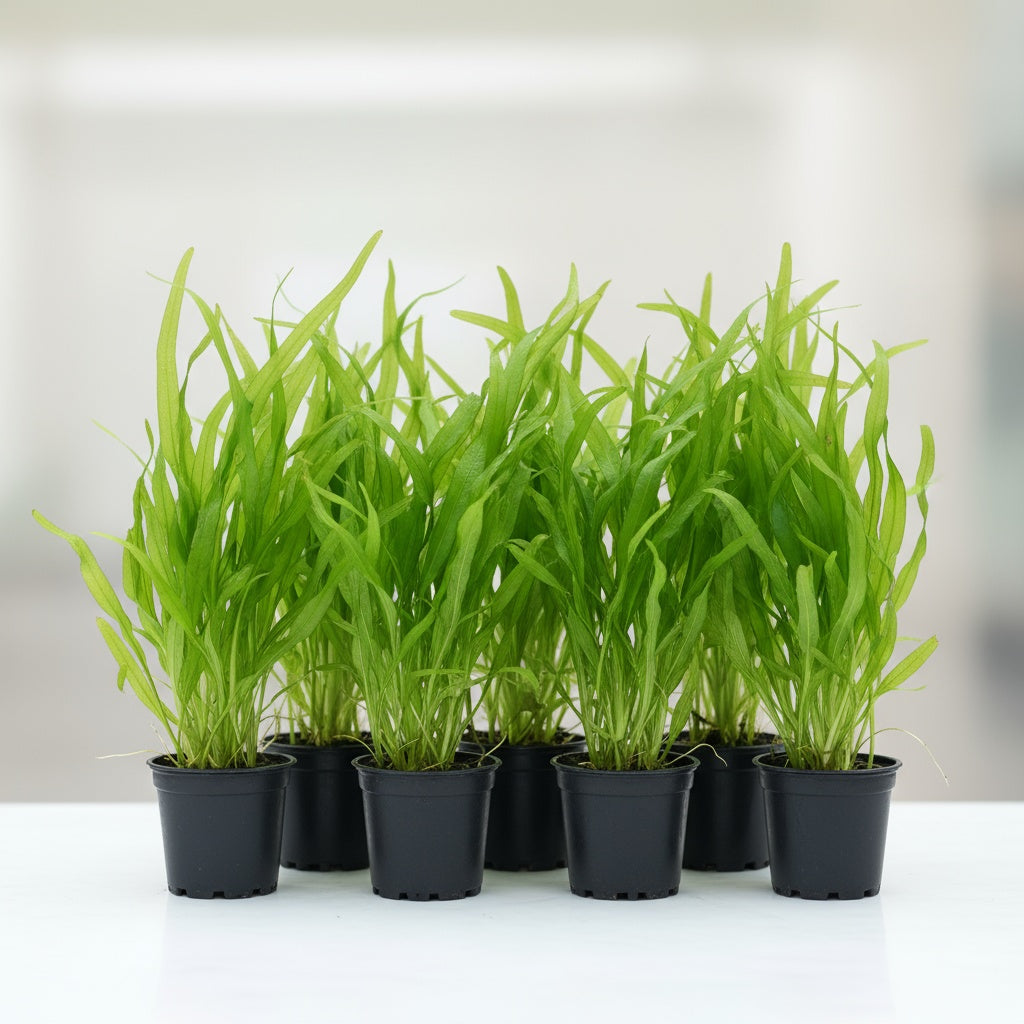 6 Valisnaria (Vals) Spiralis Italian