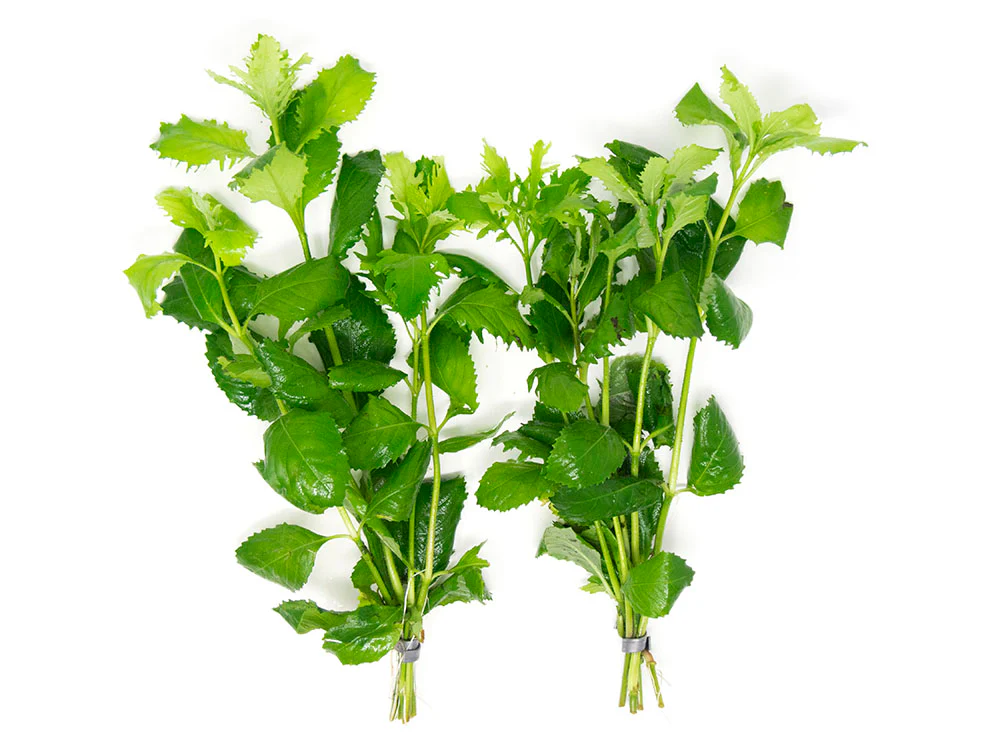 Hygrophila Difformis Water Wisteria