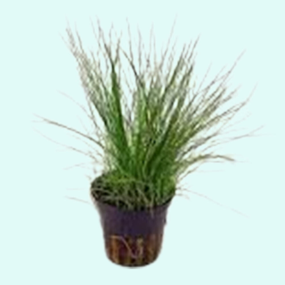 5 X Dwarf Hairgrass (Eleocharis Parvula)