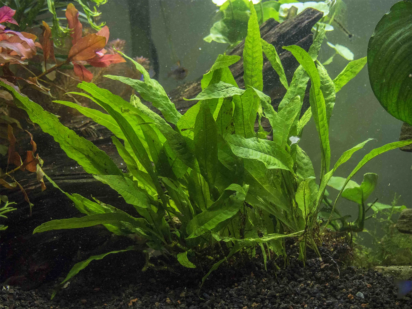 Java Fern Mat (Microsorum Pteropus) on Mat