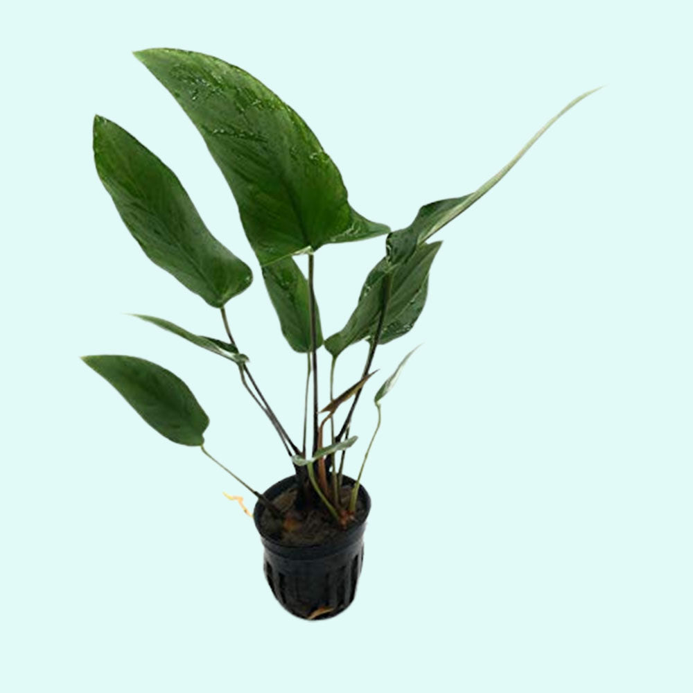 Anubias Hastifolia